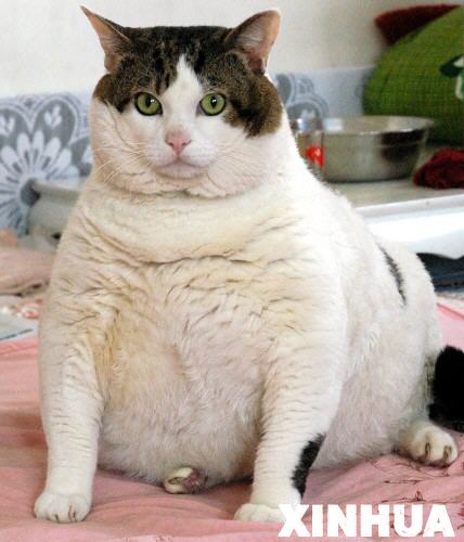 самый толстый кот в мире