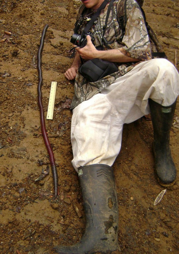 В Австралии существует гигантский дождевой червь