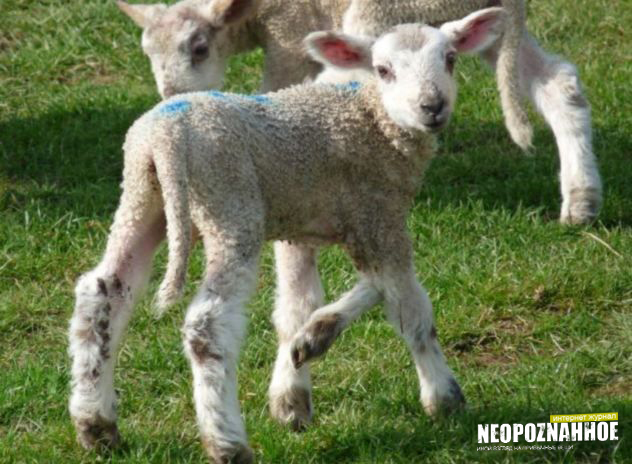 во франции родилась овечка с пятью ногами