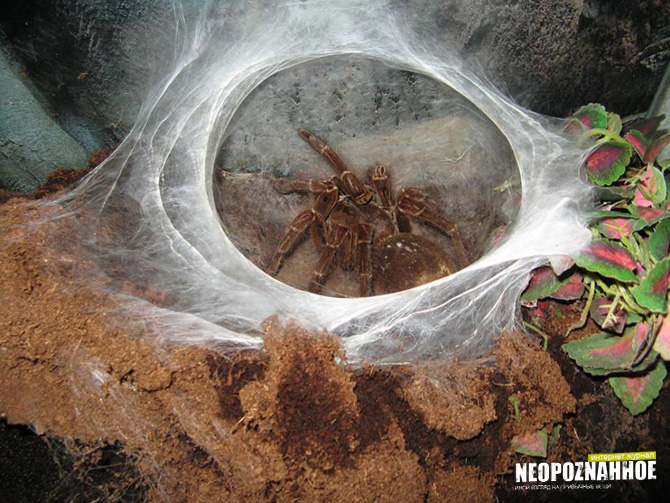 самый большой паук в мире
